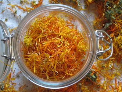 Harvesting and Drying Calendula