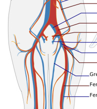 Human Circulatory Pathway