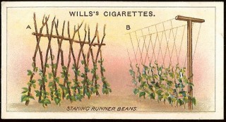 Picture Sundays: Cigarette Card Trellis Advice | Root Simple