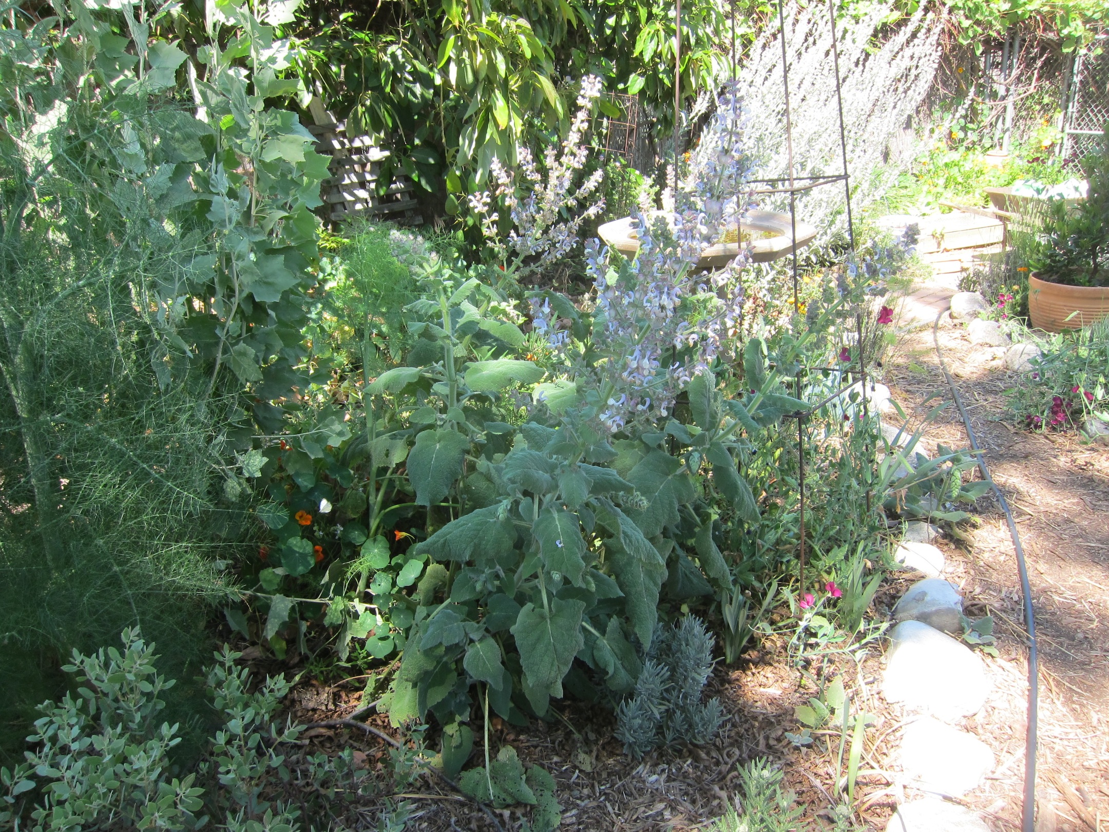 white-sage-and-bees-and-our-other-sage-friends-root-simple