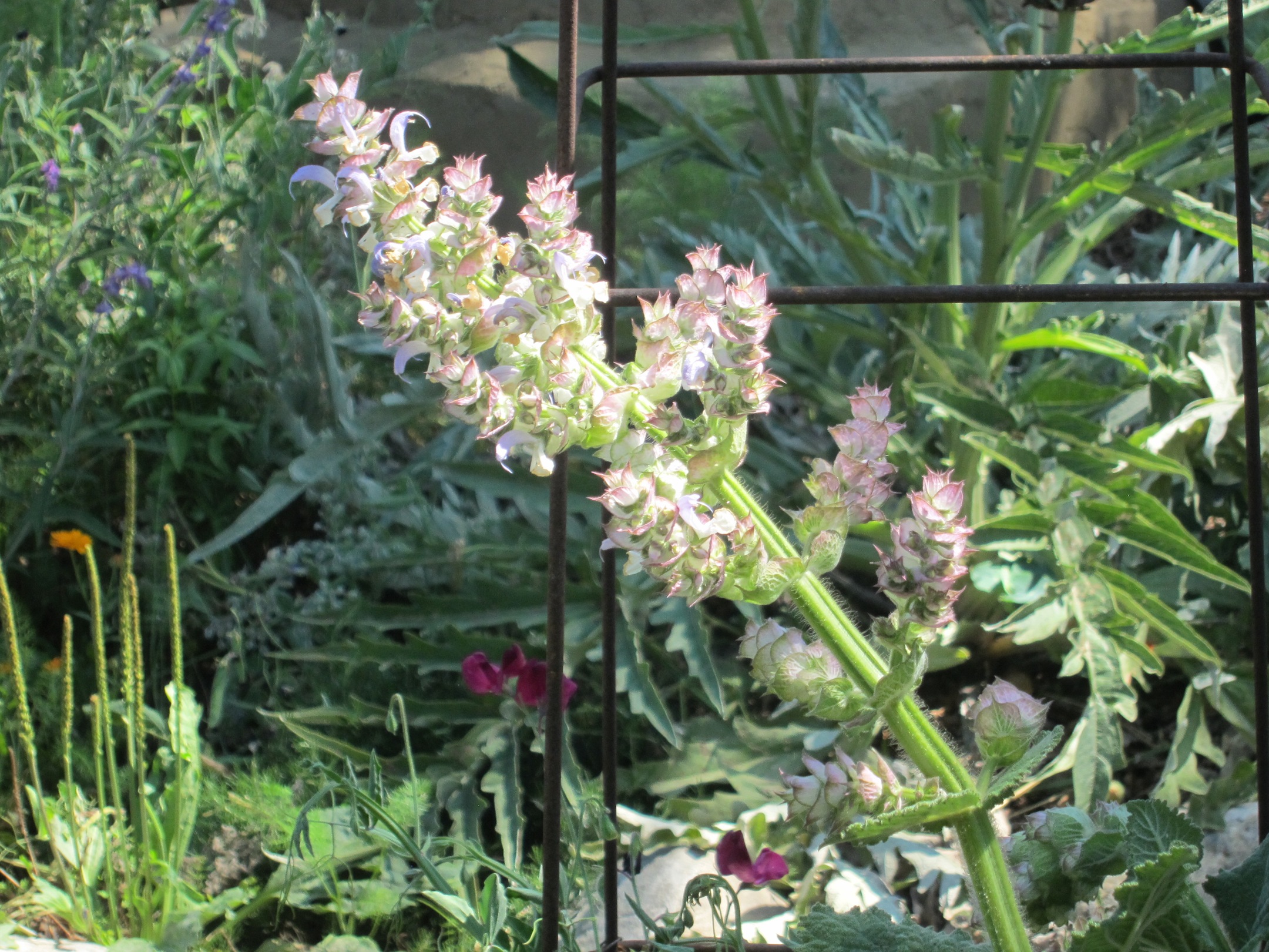 white-sage-and-bees-and-our-other-sage-friends-root-simple