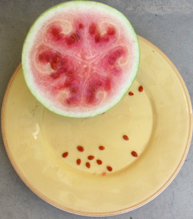 The Genetic Diversity of Watermelons | Root Simple