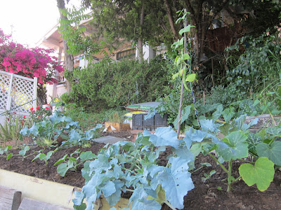 Three Front Yard Vegetable Gardens | Root Simple