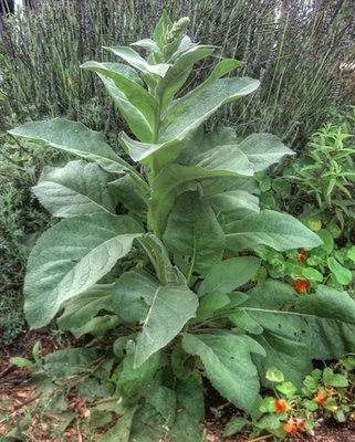 Mullein (Verbascum thapsus) | Root Simple