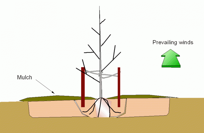 Trees Root Simple