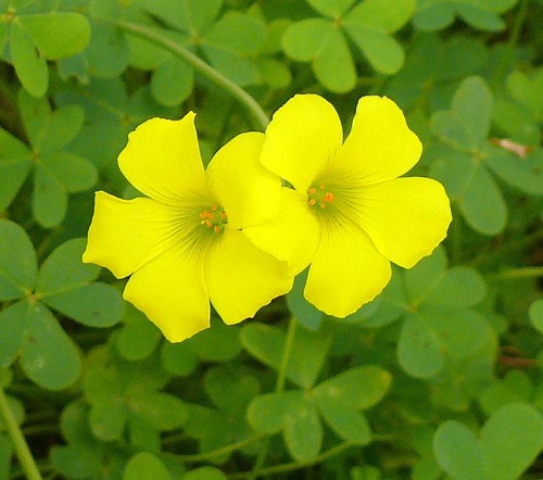 bermuda buttercup unusual characteristics