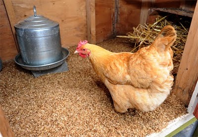 Coffee Chaff Chickens Root Simple