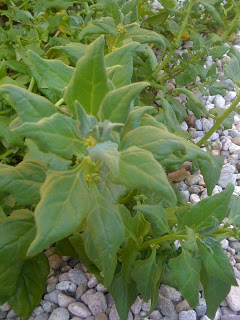 Favorite Plants- New Zealand Spinach 