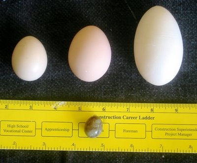 Los Angeles Chicken Produces World’s Largest Egg | Root Simple