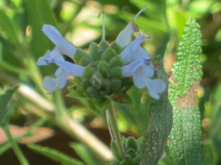 White Sage and Bees and our other sage friends | Root Simple