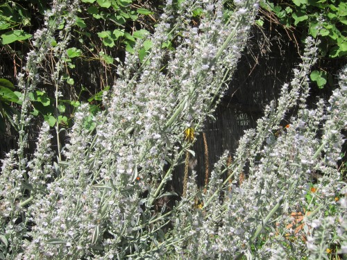 White Sage and Bees and our other sage friends | Root Simple