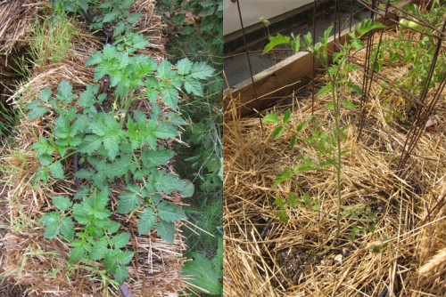 Straw Bale Garden Part V: Growing Vegetables | Root Simple