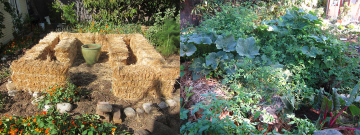 Straw Bale Garden What I Learned Root Simple