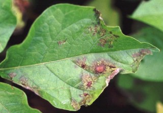 Late Blight of Tomato and Potato Webinar | Root Simple