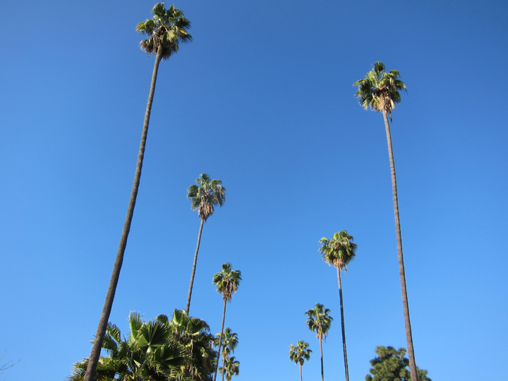 What Are Palm Fronds?