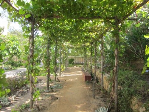 Picture Sundays: A Grape Arbor | Root Simple