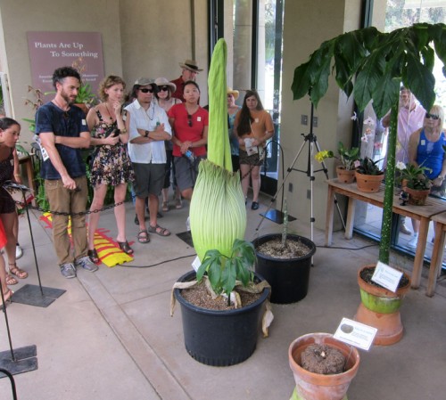 Picture Sundays: Inside a Corpse Flower | Root Simple