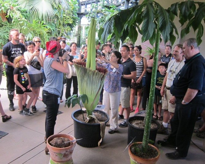 Picture Sundays Inside a Corpse Flower Root Simple