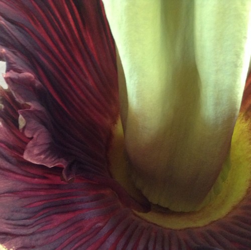 Picture Sundays Inside a Corpse Flower Root Simple