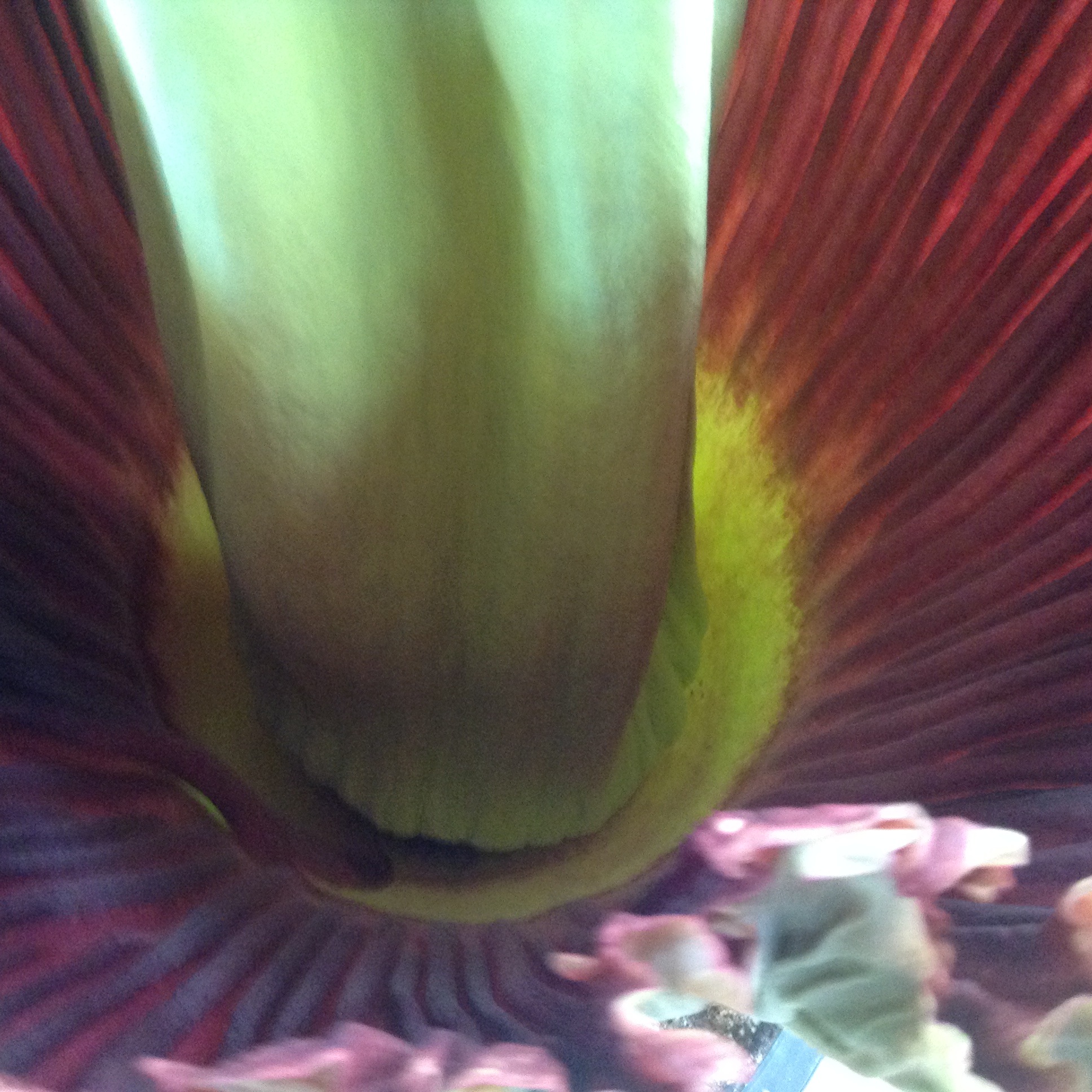 Picture Sundays: Inside a Corpse Flower | Root Simple