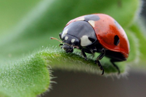 How many ladybugs can you find? The Lost Ladybug Project | Root Simple