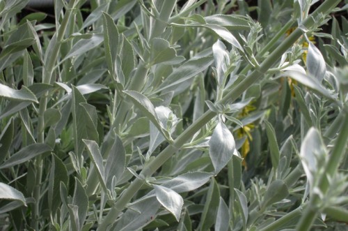 Picture Sundays: White Sage | Root Simple