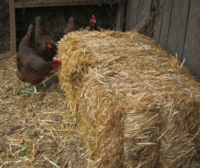 Do Chickens Need Hay Or Straw at Brenda Dawson blog