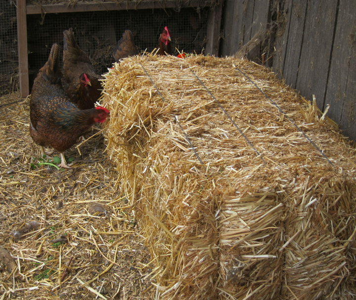 A tip for bored chickens . . . | Root Simple