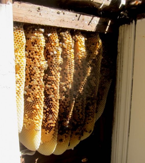 How To Remove Bees From A Wall 