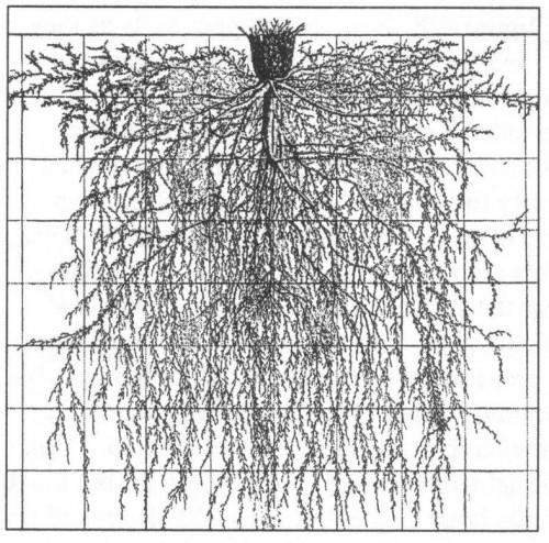 What is green water? | Root Simple