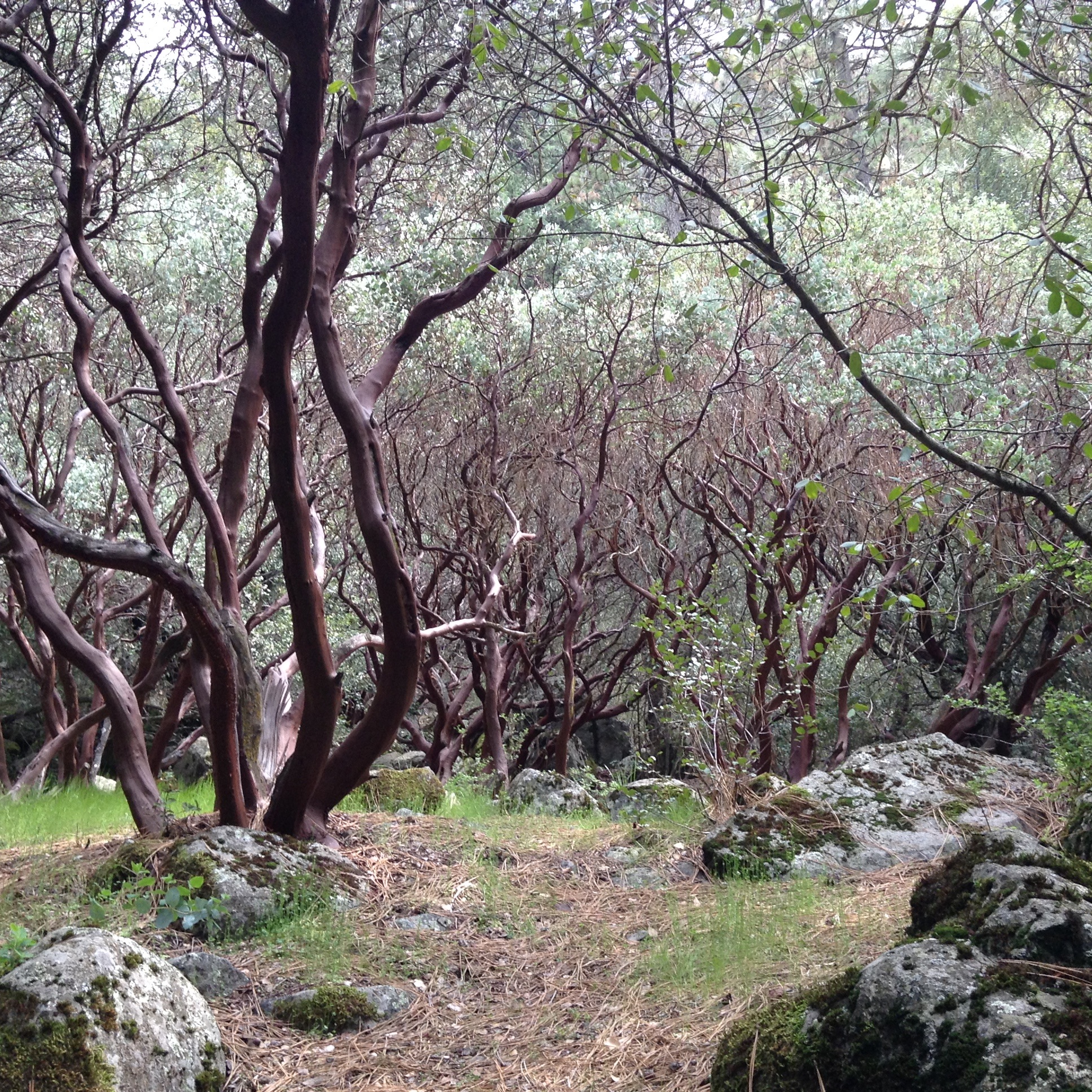 Rami di manzanita naturale - TreeLocate