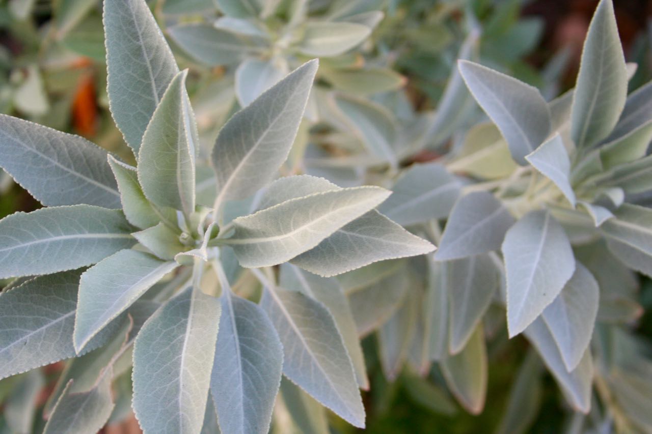 picture-sundays-white-sage-root-simple