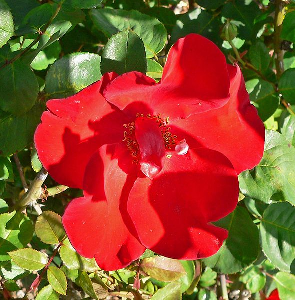 altissimo climbing rose