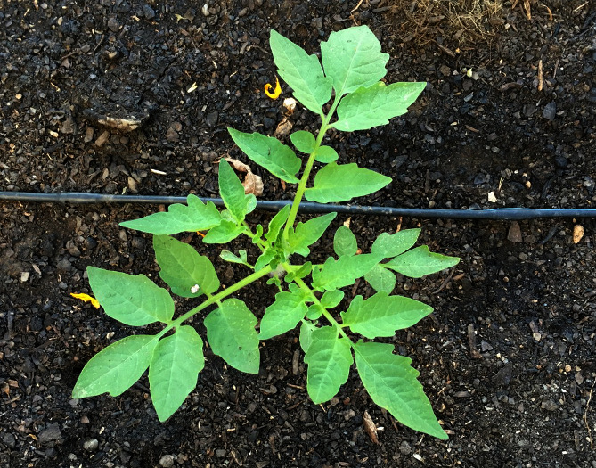 Vegetable Gardening | Root Simple